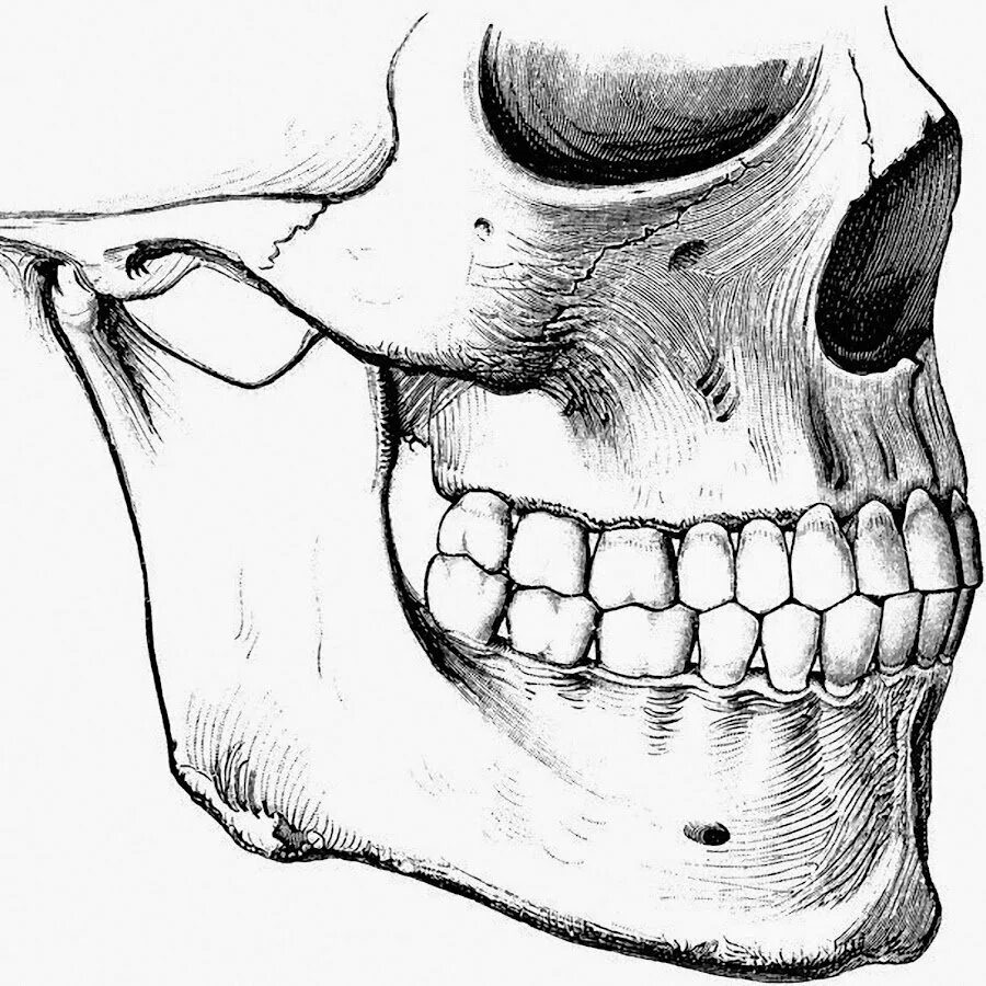 Скрежущий. Строение черепа и челюсти.