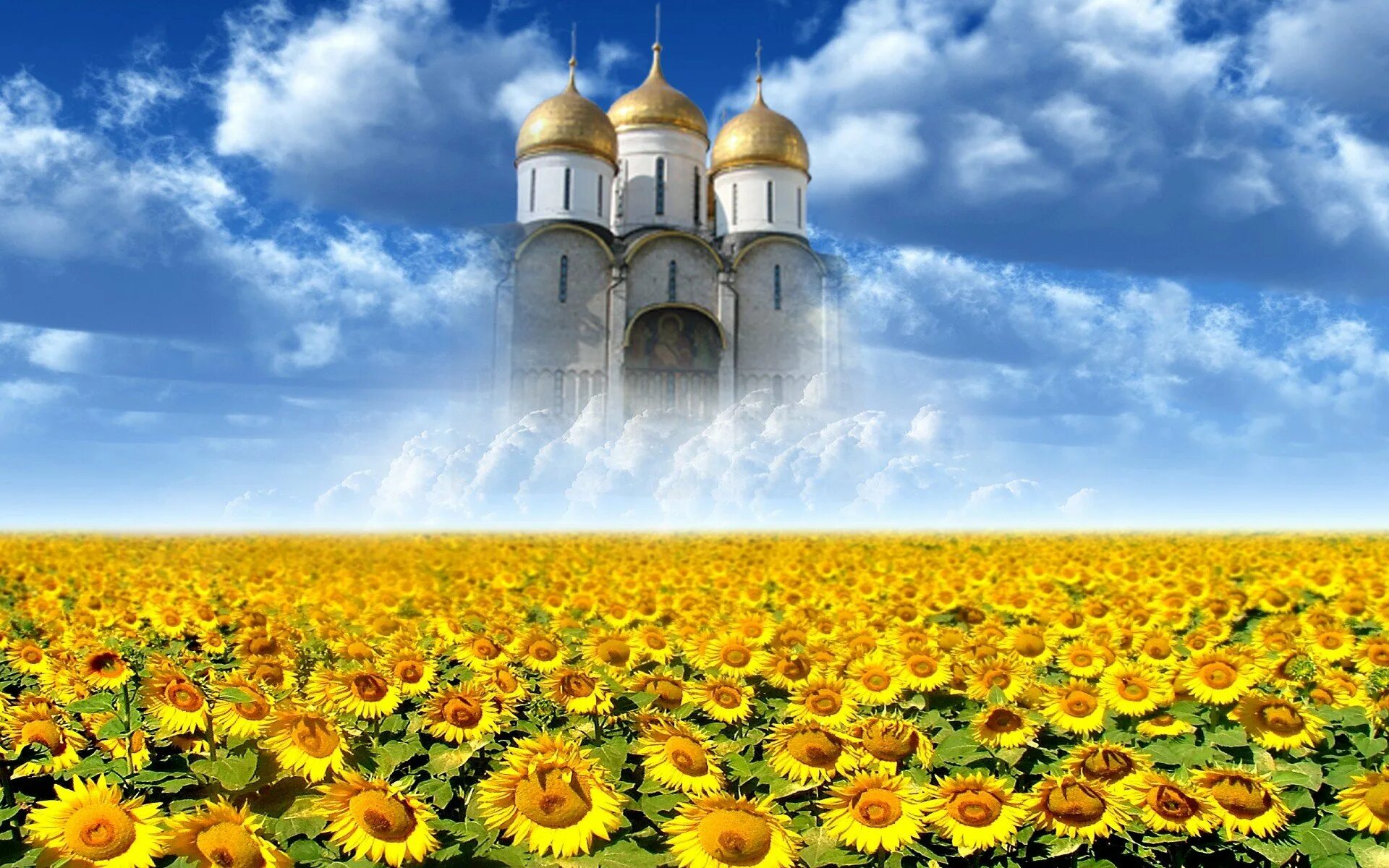 Поле спас. Церковная тематика. храм и поле подсолнухов. подсолнухи и церковь. церковь и природа.