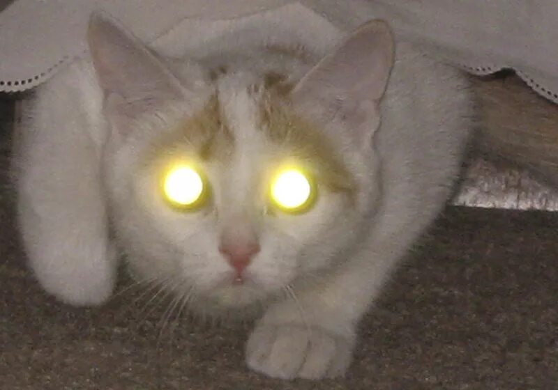 Spooky Halloween: Glowing Eyes in the Bushes