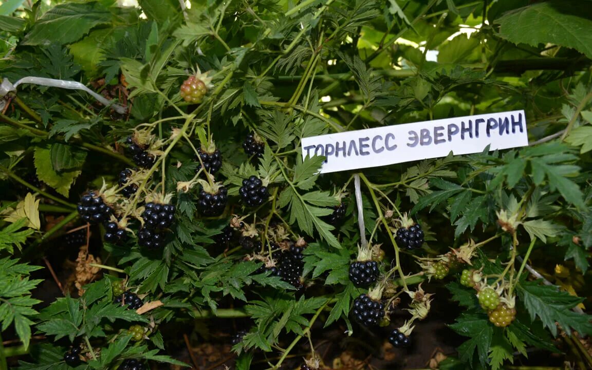Ежевика сорт торнлесс. Ежевика торнлесс. ежевика орегон торнлесс. торнлесс эвергрин. ежевика бесшипная орегон торнлесс.