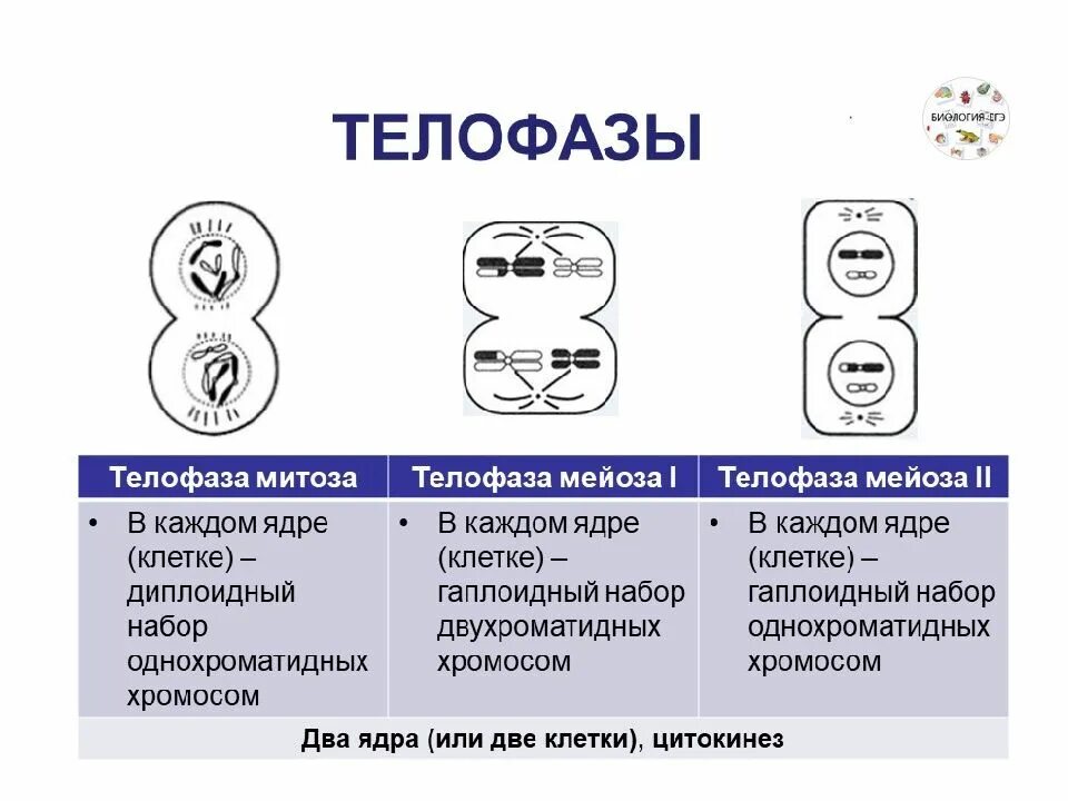 Фазы митоза и мейоза ЕГЭ. Телофаза мейоза 1. Мейоз 1 телофаза 1. Фазы мейоза ЕГЭ биология. Задания егэ биология митоз мейоз