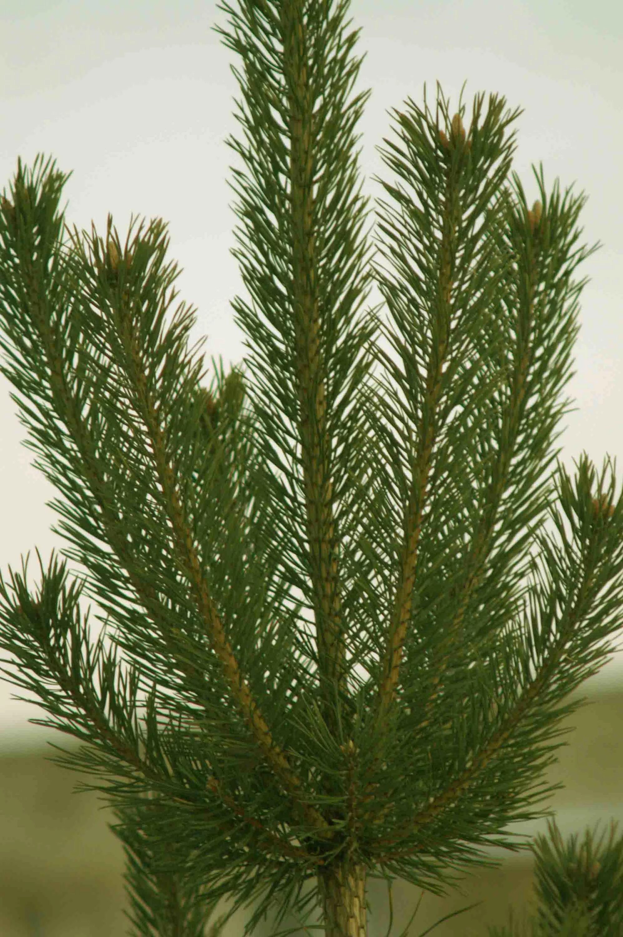 Молодые побеги сосны. Хвойные леса в гималаях. Макушка сосны. Макушки сосен. Тень от высоких деревьев.