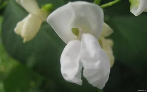 Фото цветущей фасоли