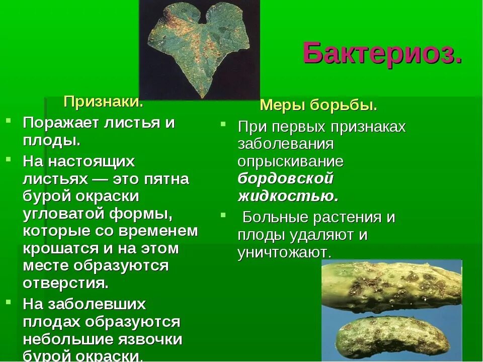 Какое заболевание у растения