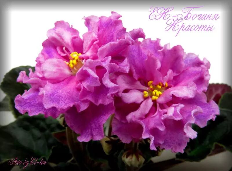 фиалка богиня красоты. фиалка ек улыбка богини. фиалка ек бархатцы. фиалка ек дитя солнца. ек королева красоты фиалка.