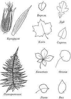 Листья клена и липы