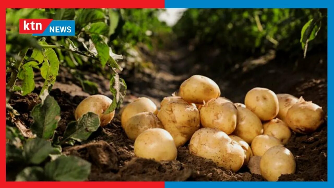 Система защиты картофеля