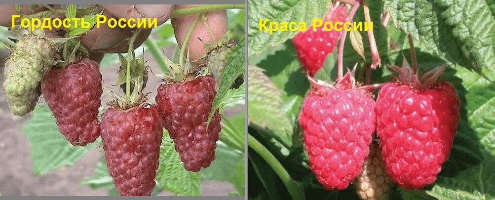 Малина гордость россии описание сорта фото отзывы - MosRosa.ru