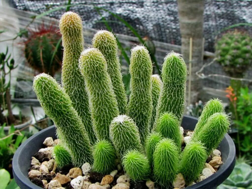 Корни кактуса