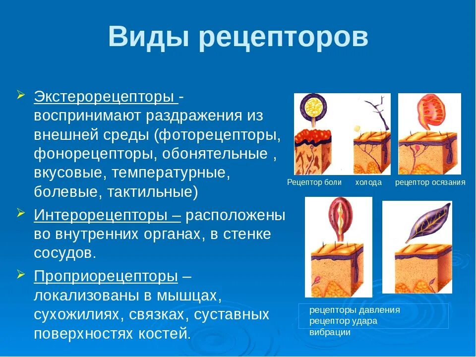 Ощущение возникают при рецепторов. Рецепторы по виду воспринимаемого раздражителя. Рецептор это в анатомии. Типы рецепторов. Рецепторы виды рецепторов.