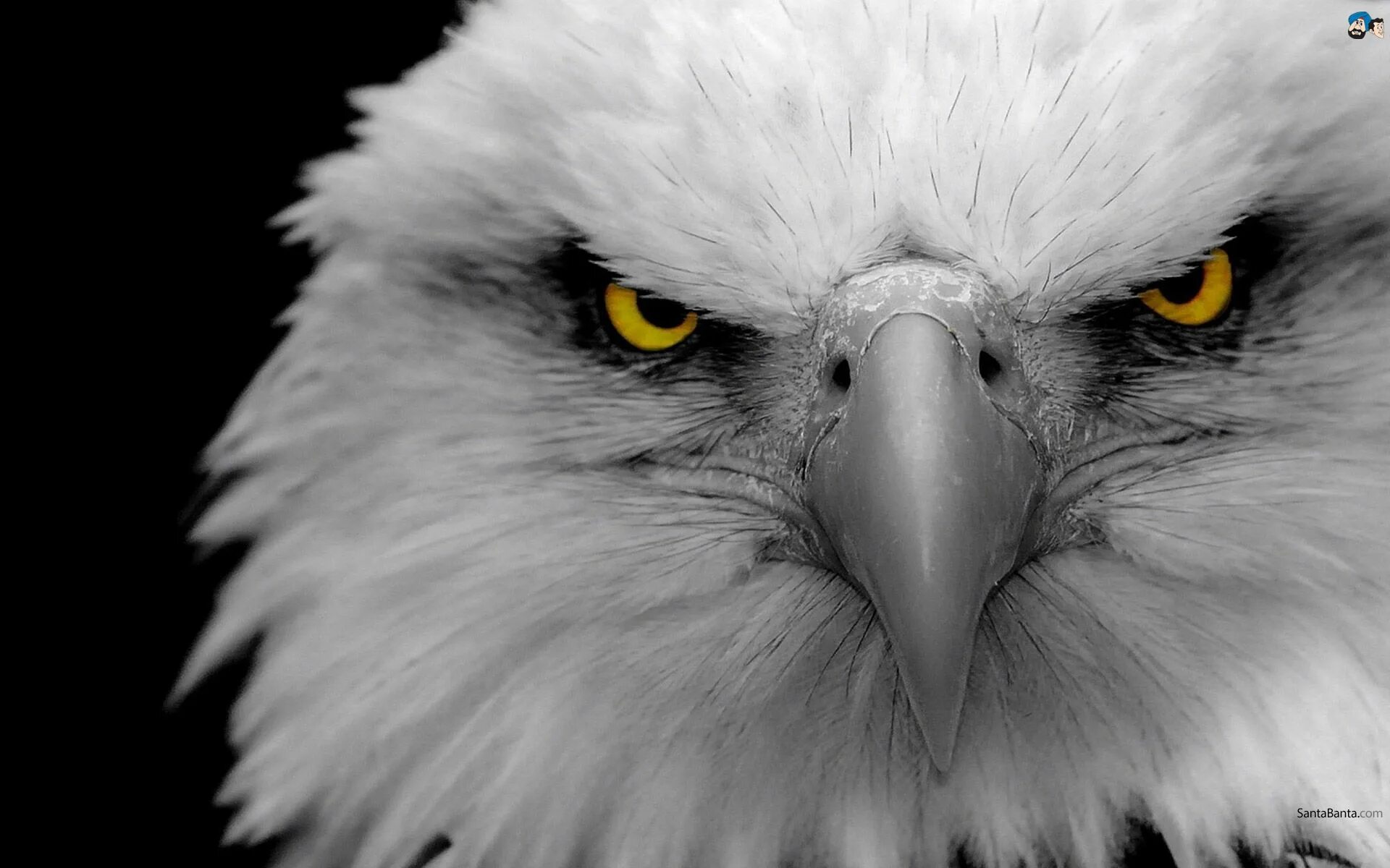 Eagle eye. Eagle eyes перевод. Взгляд орла. Eagle eye memes. Eagle eyes перевод.