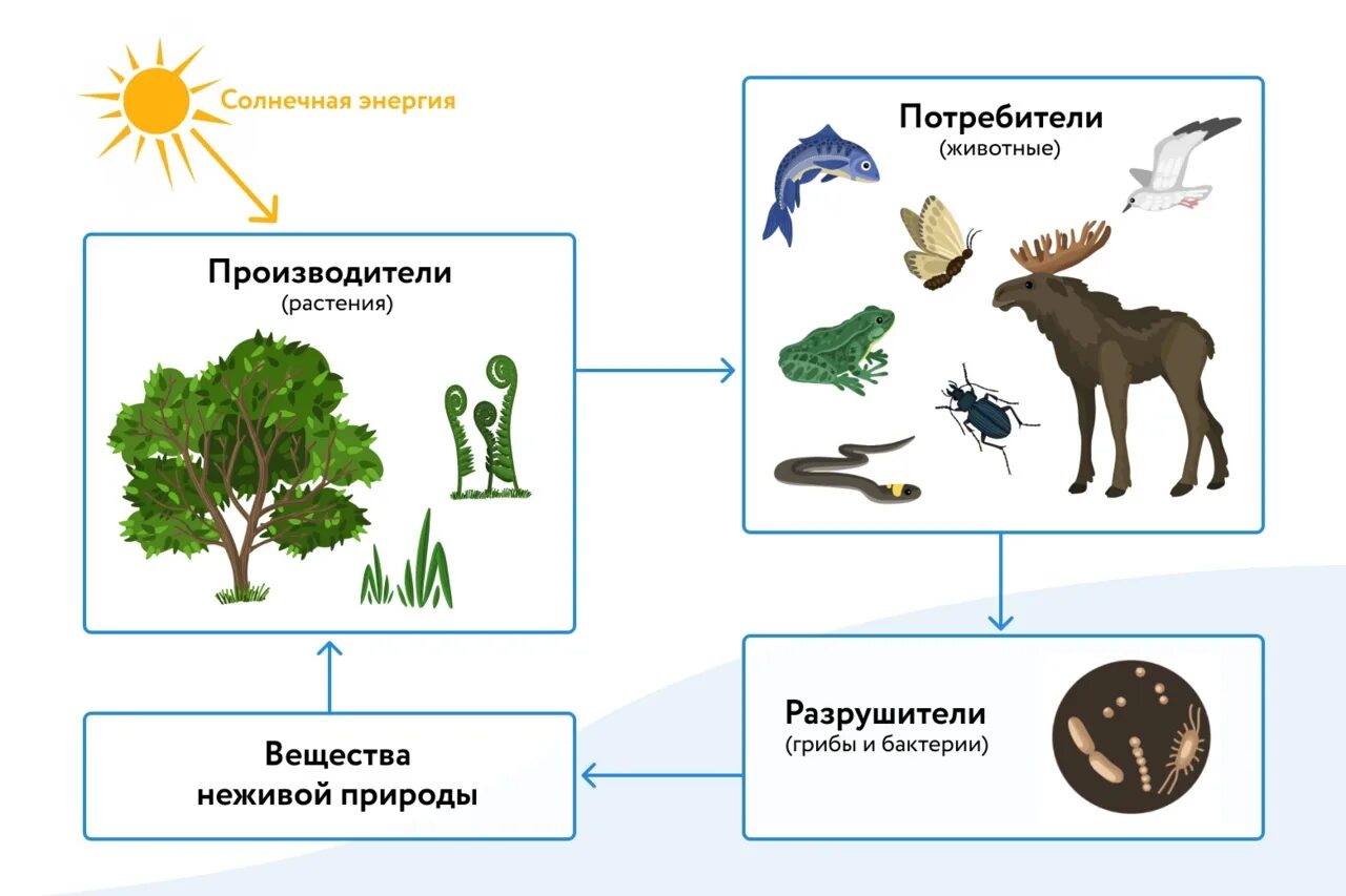 Организмы производители 3. Производители потребители Разрушители. Цепь питания производители потребители Разрушители. Производители потребители и Разрушители органических веществ. Потребитель и производитель.