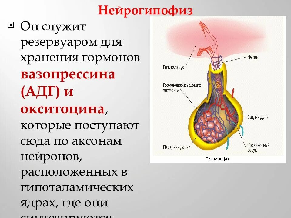 Нейрогипофиз гистология. Гормоны нейрогипофиза. нейрогипофиз гормоны и функции. нейрогипофиз питуициты. в нейрогипофиз поступает.