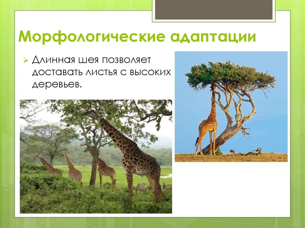 Морфологические и поведенческие адаптации