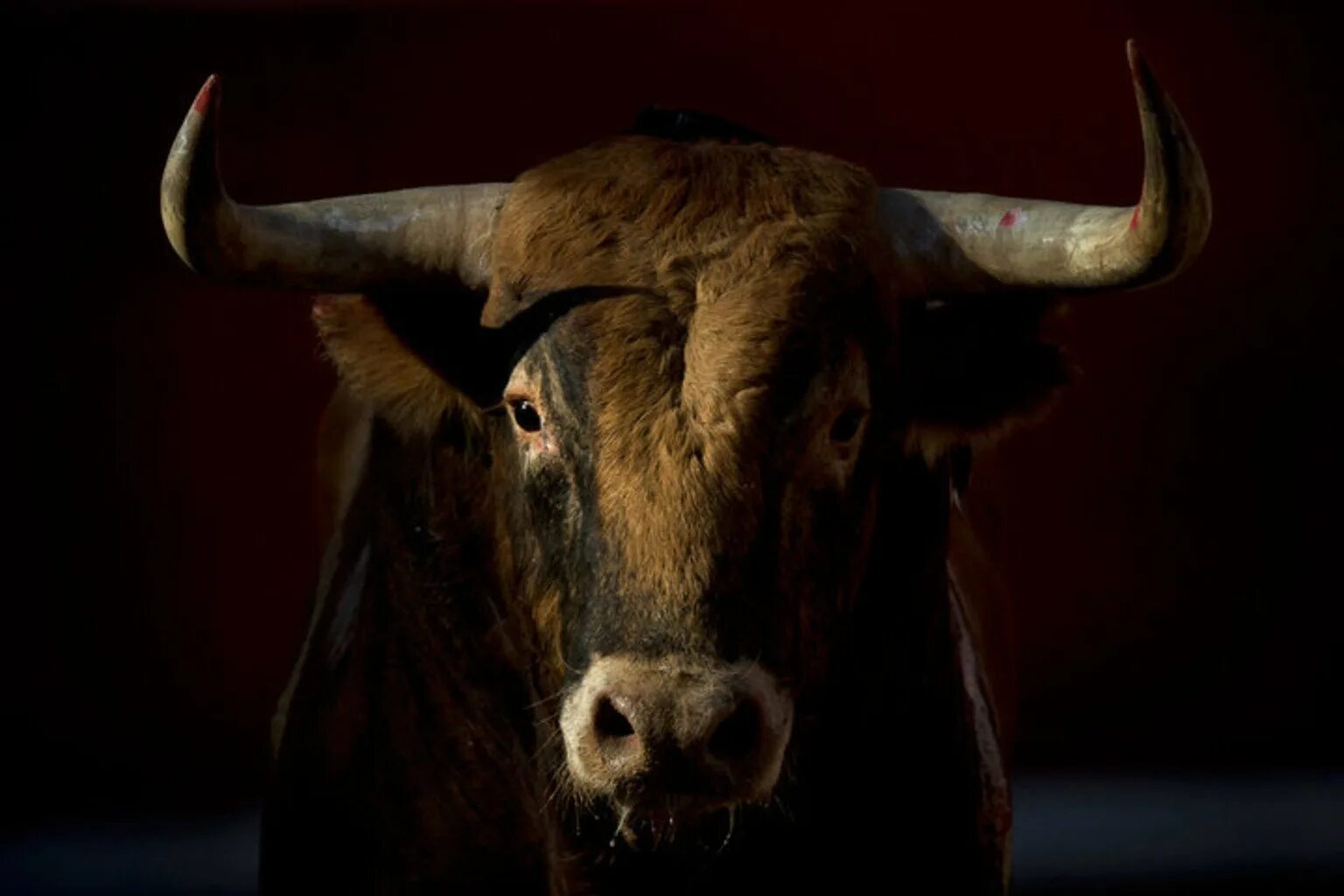 Бики картинки. Техасский длиннорогий бык. Красивый бык. Морда быка.