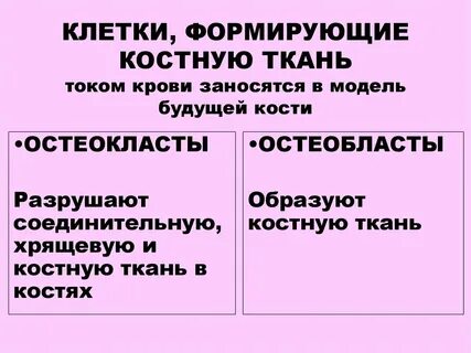 Клетки из которых формируются ткани