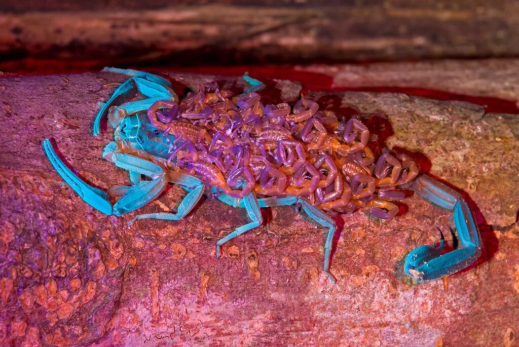 Расцветки скорпионов. Зеленый скорпион. Императорский скорпион синий. Цвет скорпиона. Светящиеся скорпионы.