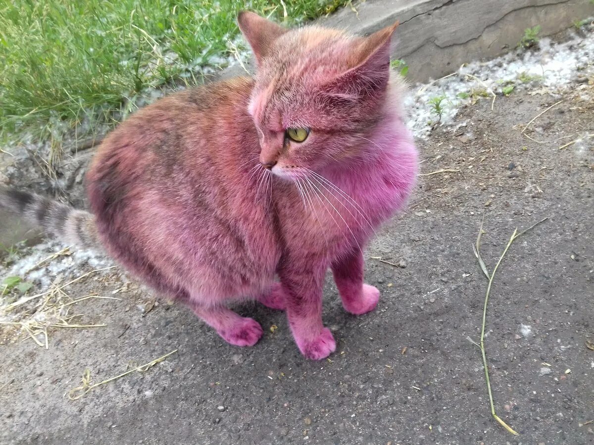 Розовая кошка фото. Розовый кот. розовая кошка. розовый кот порода.