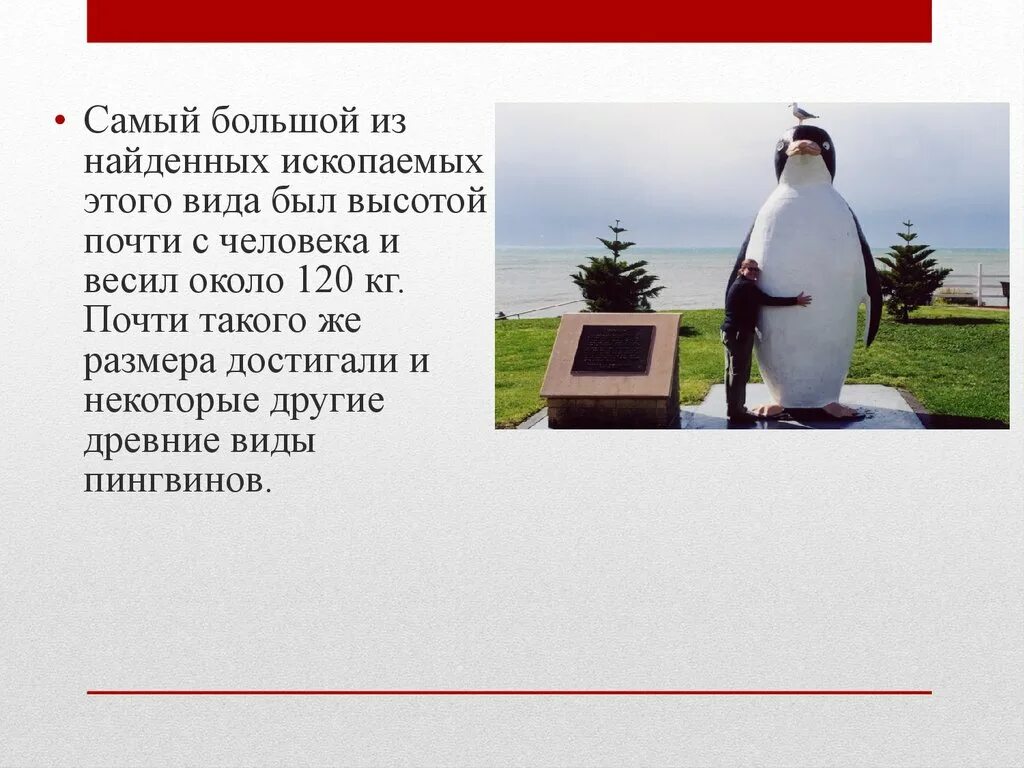 Как изменится численность императорских пингвинов и тюленей. Пингвины презентация. презентация на тему пингвины. происхождение пингвинов. виды пингвинов презентация.