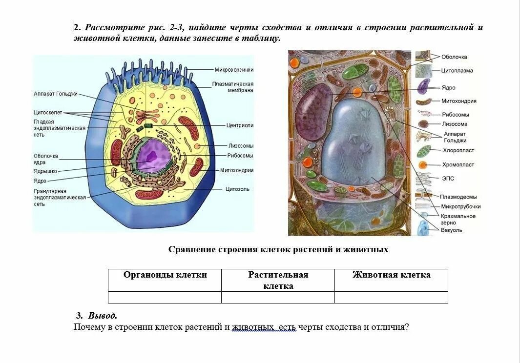 Черты различия клеток. Черты сходства и отличия растительной и животной клетки. Черты сходства и отличия в строении растительной и животной клетки. Черты сходства и различия растительной клетки и животной клетки. Черты сходства и различия в строении растительных и животных клеток.