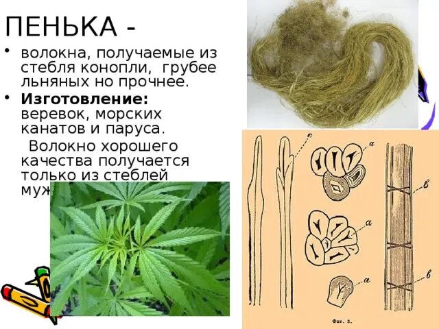 Пенька из чего делают. Пенька. волокно конопли. пенька из конопляного волокна.
