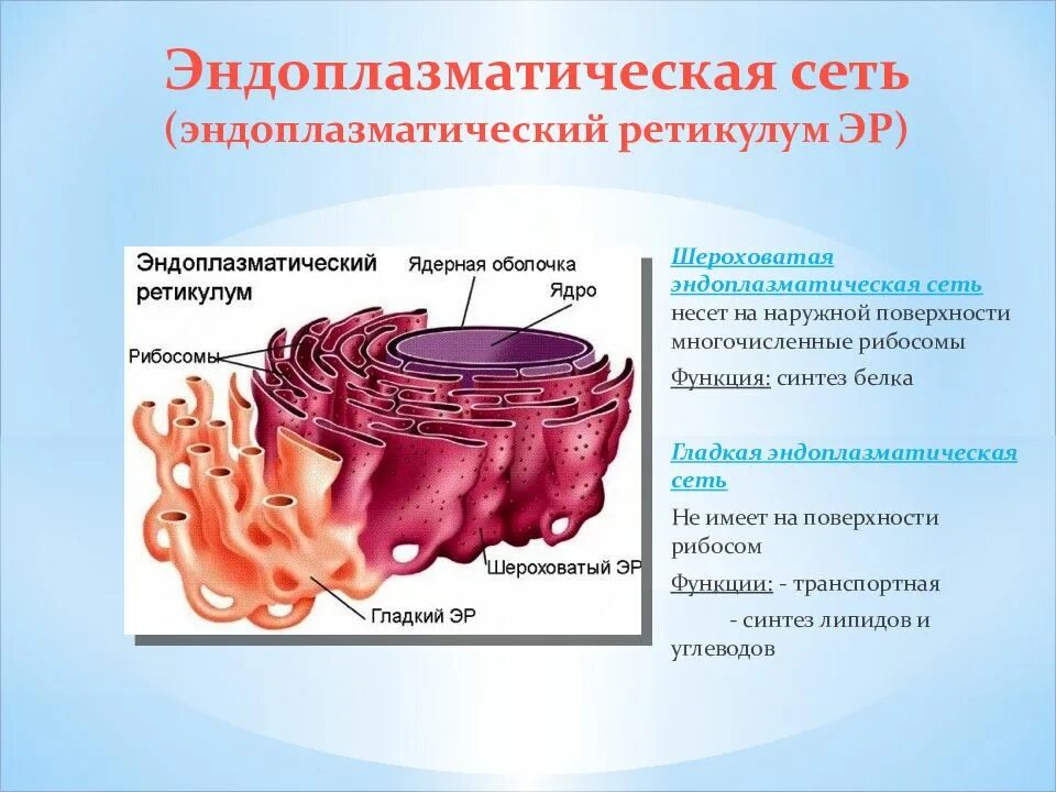 Шероховатая эпс синтез белков. Эндоплазматическая сеть ретикулум функции. Шероховатая эндоплазматическая сеть. Эндоплазматический ретикулум строение. Эндоплазматическая сеть Синтез липидов.