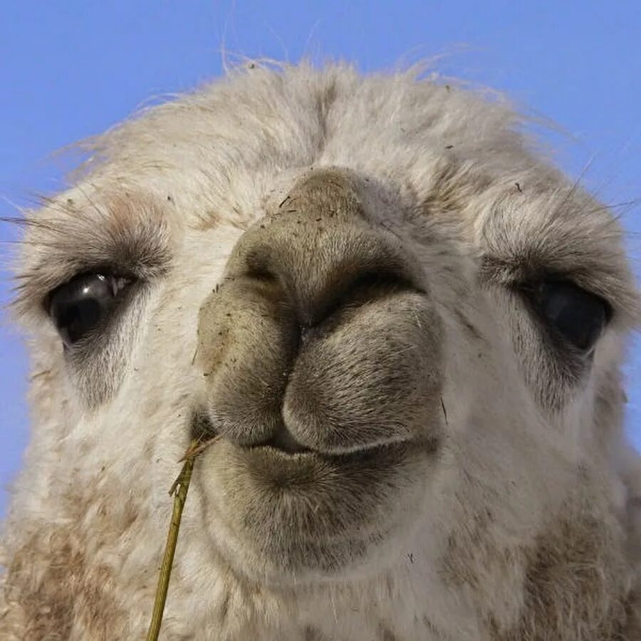 Llama2