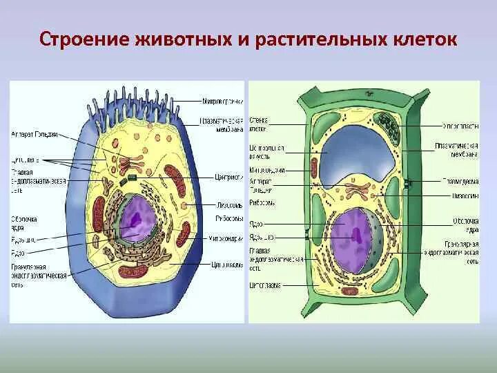 Связь между клетками растительная клетка. Схема строения животной и растительной клетки. Схема строения животной клетки и растительной клетки. Схема строения клетки животного и растения. Состав растительной и животной клетки.