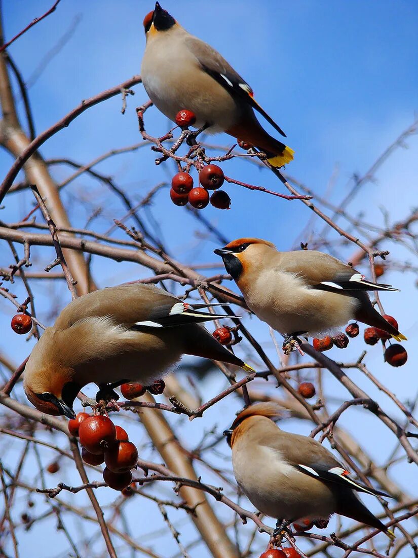 какие пьицы прилетаютвесной. кедровка обыкновенный свиристель. какие птицы прилетают в марте. птицы прилетели. птицы котове прилетаю весной.