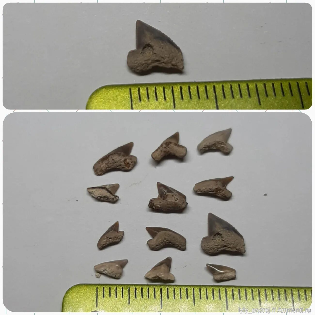 Варавинский овраг находки. Акулий зуб детский. Варавинский овраг сергиев посад. Варавинский овраг. Варавинский овраг.