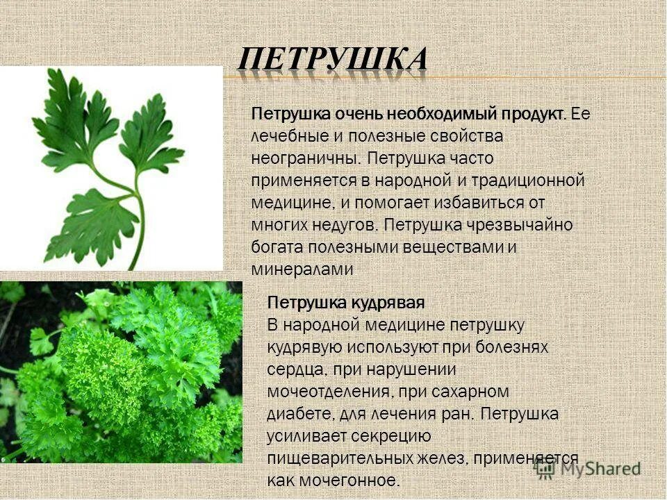 Описание зелени. Петрушка растение. полезные вещества в петрушке. петрушка полезныеисвойства. петрушка описание.