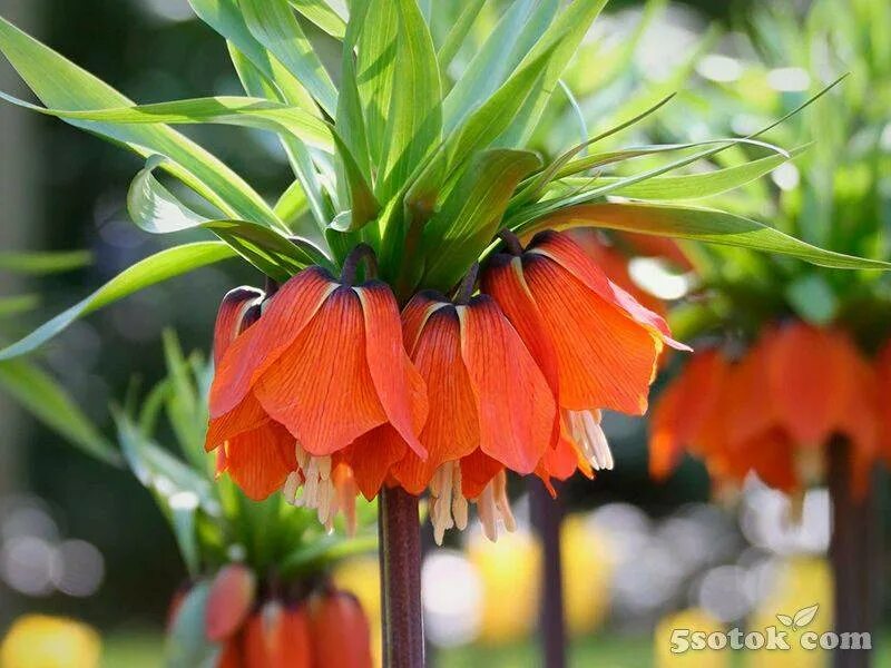 Рябчик императорский лютея. Рябчик (фритиллярия) императорский рубра. Рябчик императорский рубра. Цветок рябчик императорский. Цветок фритиллярия рябчик.