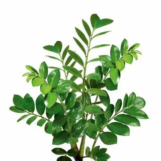 Google plants