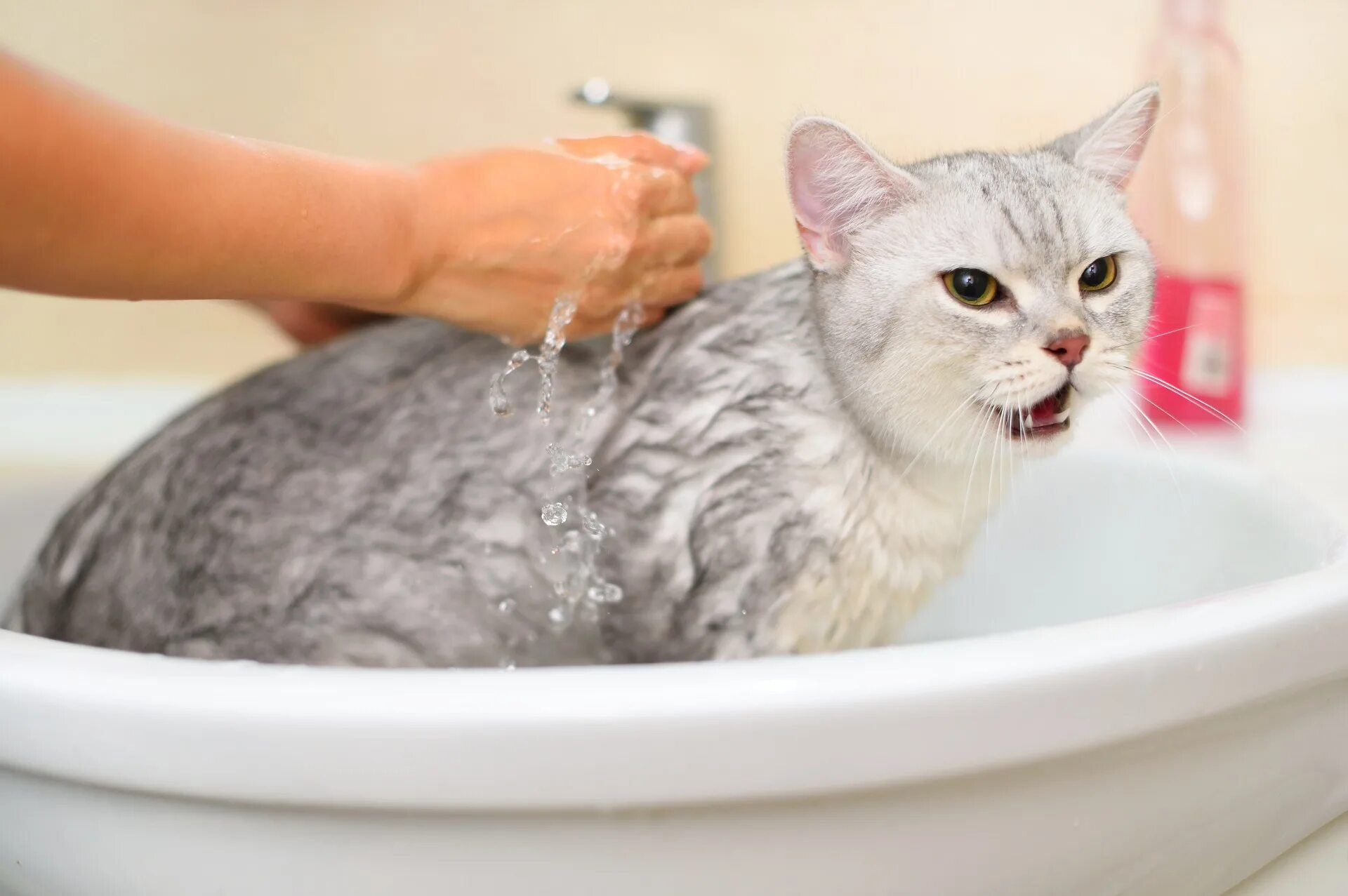 He has a bath. Купание кошки. Мытье кошки. Кошка моется. Помытый кот.