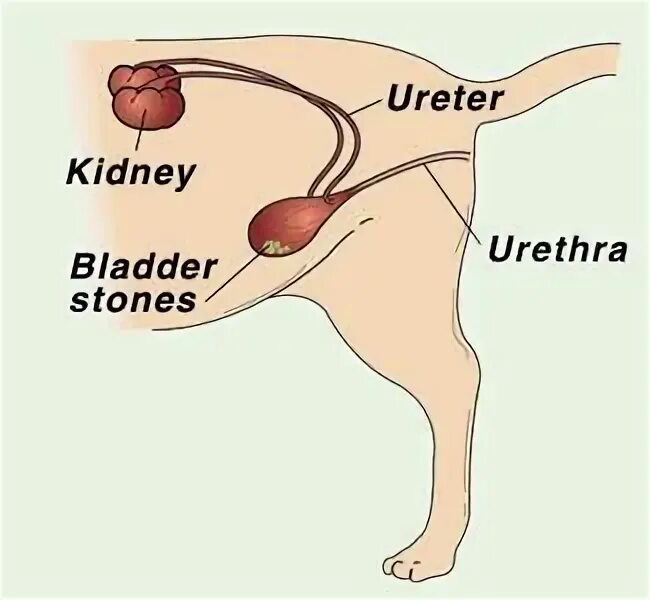 Операция мочевой пузырь собака. Расположение мочевого пузыря у кобеля. Мочевой пузырь собаки анатомия. Строение мочевого пузыря у собаки. Мочевой пузырь у собаки расположение.