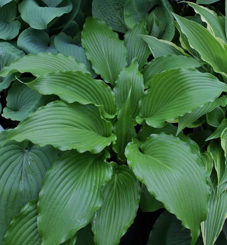 Хоста valley s. Хоста рингтейл. хоста валлейс. хоста ringtail. хоста hosta &#039; valley&#039;s rodeo.
