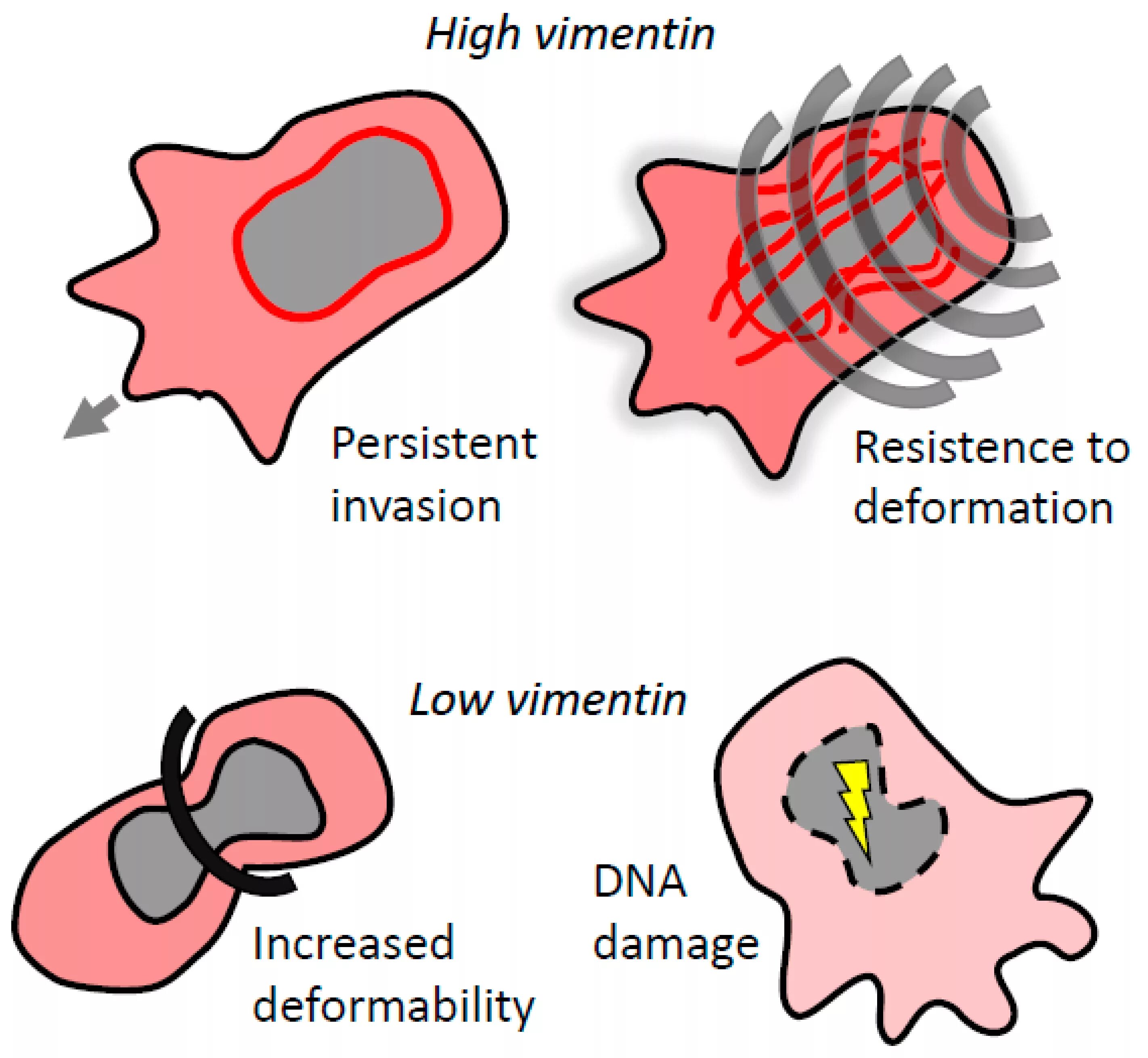 Виментин катхерин. Виментин катхерин. Виментин белок фибриллярный. Виментин это. Виментин.