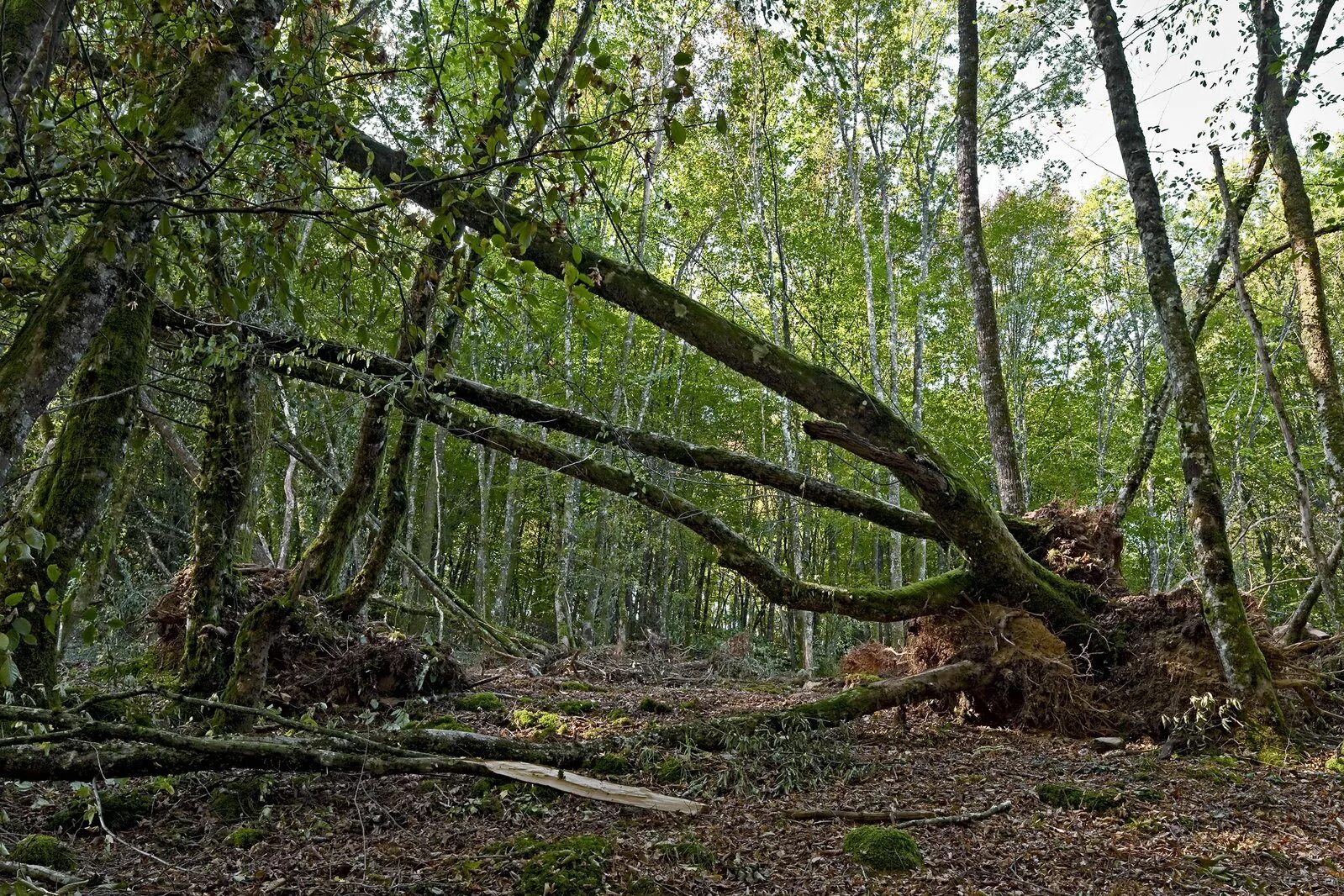 Лес где дерево на дереве стоит. Поваленное дерево. Поваленное дерево в лесу. Завалы деревьев в лесу. Упавшее дерево.