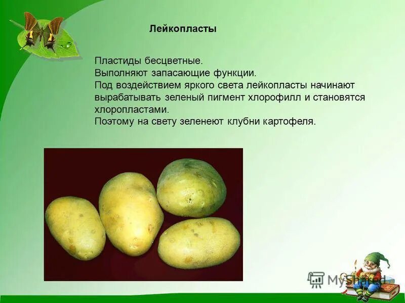Почему картошке можно. Клубень картофеля на свету. Клубень картофеля на свету зеленеет. Почему клубни картофеля зеленеют на свету. Опыт с клубнем картофеля.