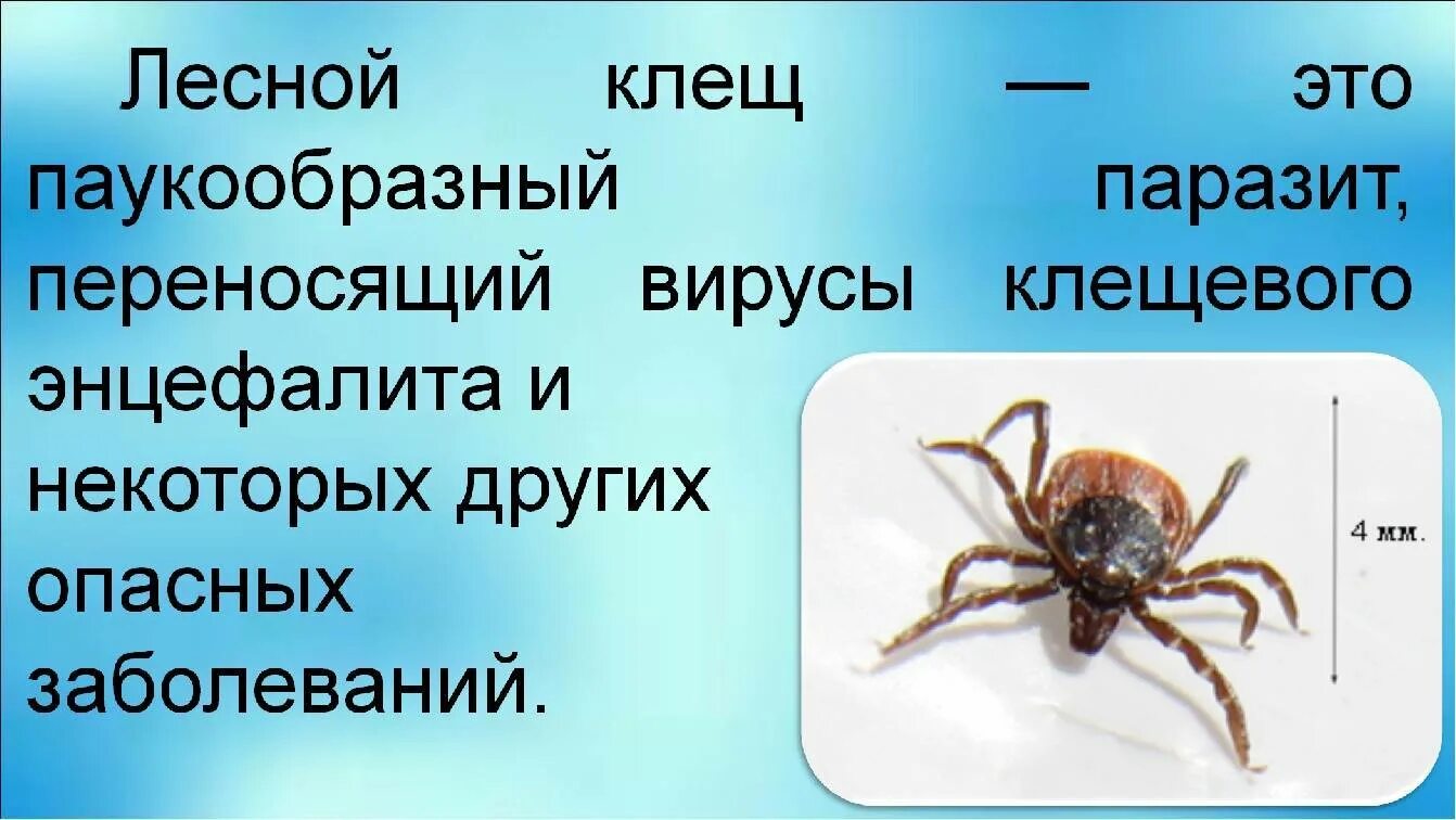 Циклоп относится к классу паукообразных