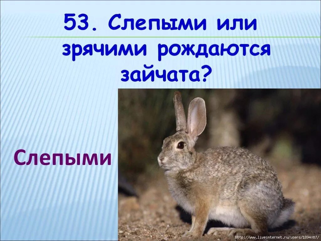 Детеныш рождается зрячим. Зайчата Слепые или зрячие. Зайцы рождаются слепыми или зрячими. Зайчата рождаются. Зайчата рождаются зрячими.