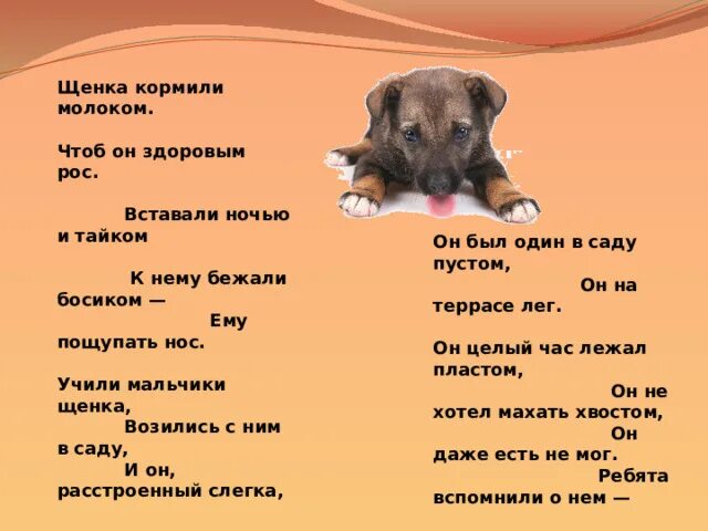 Какое молоко давать щенку. Рацион кормления 2,5 месяца щенка. Можно ли давать собаке кисломолочные продукты. Какое молоко давать щенку. Таблица кормления щенок овчарки 3 месяца.
