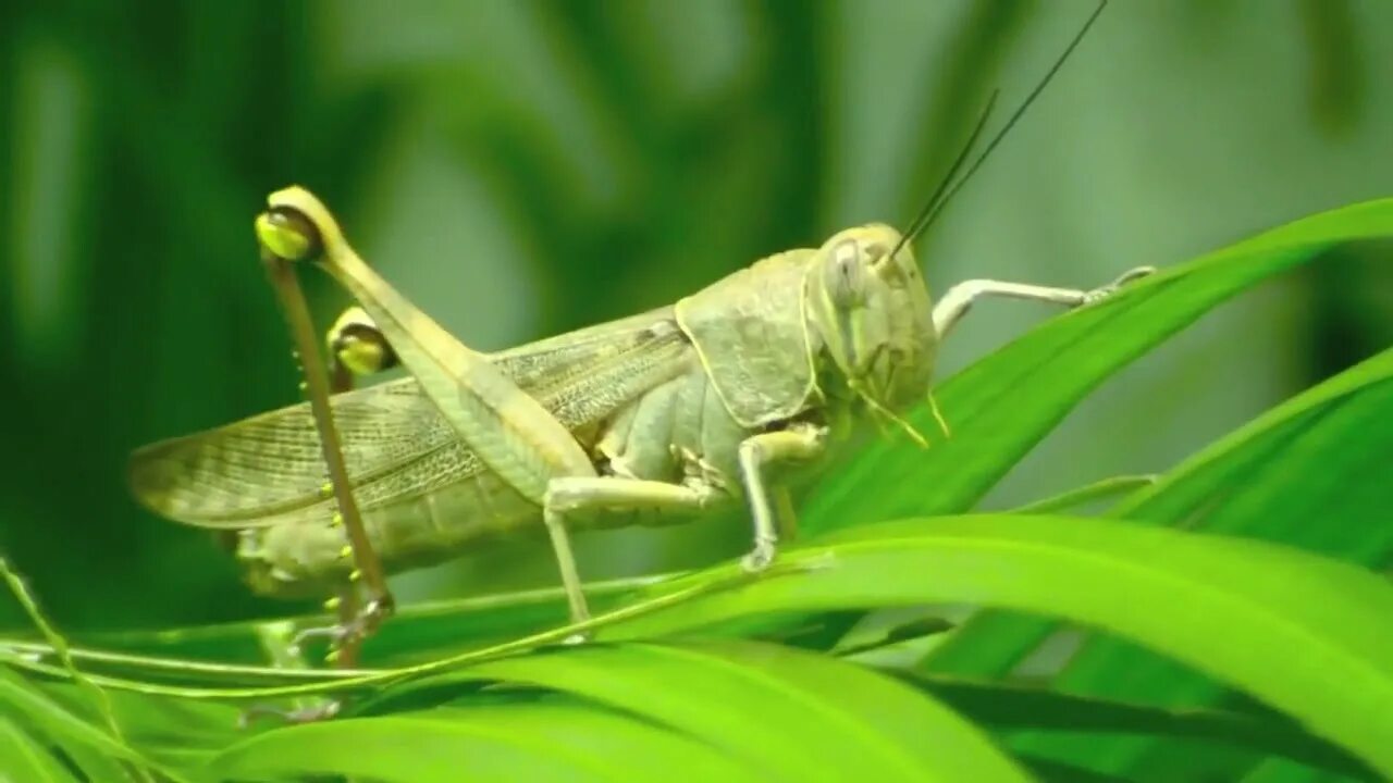 Grasshopper (кузнечик,1946 Locust). Кузнечик Луговой. Кузнечик Шелковниковой. Кузнечик мормон.
