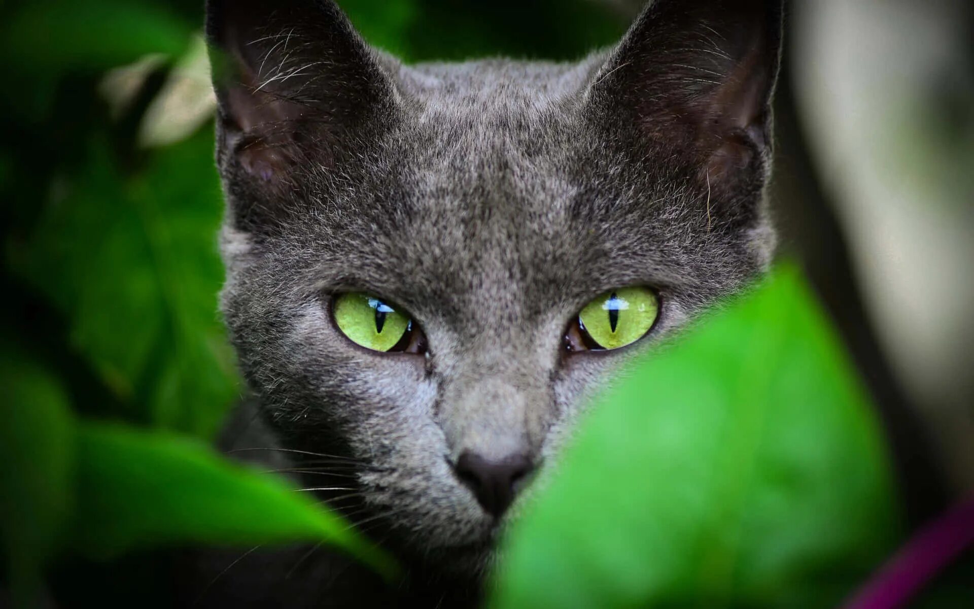 Cat org