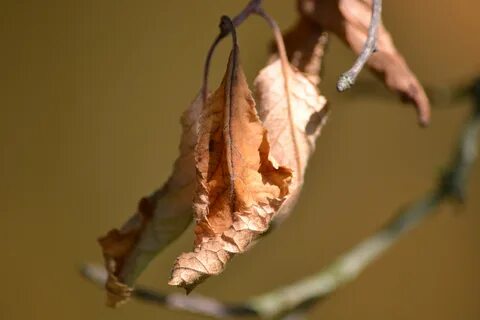 Какая кожа увядающая