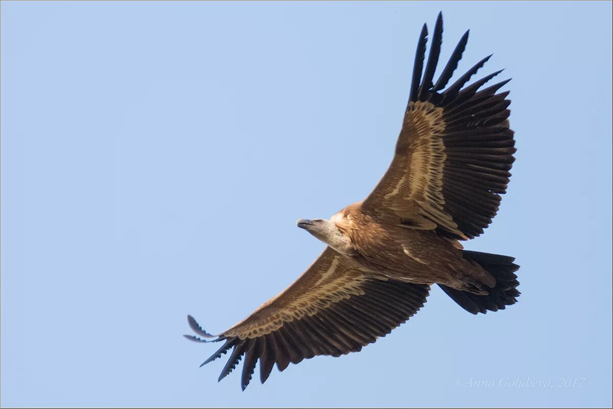 Карачаево черкесия горные птицы. Сойка кчр. Стенолаз (tichodroma muraria). G. Птицы кчр.