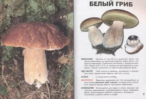 Грибы фото название описание