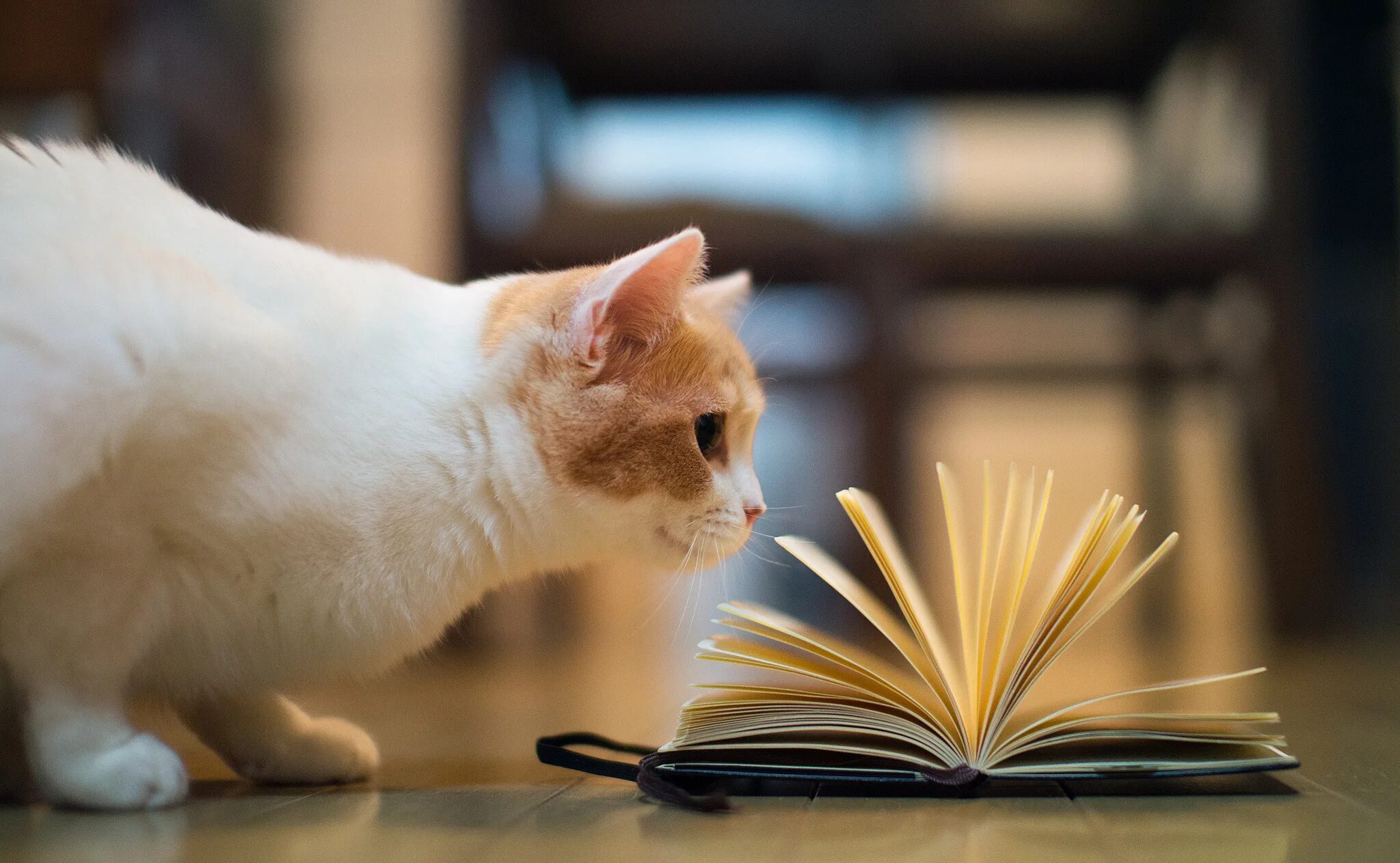 Книги про кошек. Кот с книгой. Умный кот. Книга котик