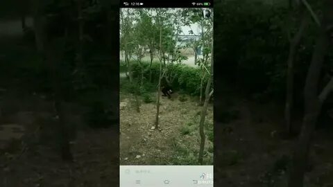 Какает в кустах