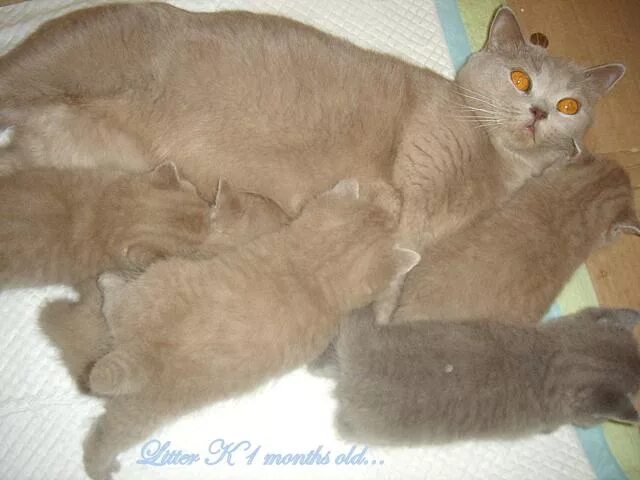 Когда кошки начинают гулять первый. Лиловая кошка с котятами. Бурманский лиловый кот вязка. Лиловая кошка кормит котят. Кошка и кот вязка лиловый и шоколад.